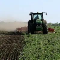 Un agriculteur dans son tracteur détruit un couvert végétal de légumineuses.