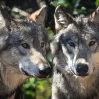 deux loups en gros plan