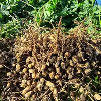 Plants d'arachide sortis de terre. Les coques contenant les cacahuètes sèchent après avoir été arrachés.