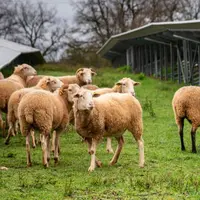 Moutons sous panneaux photovoltaïques