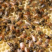 Abeilles dans une ruche