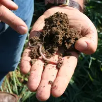 Plan rapproché d'une motte de sol tenu dans une main avec un ver de terre.