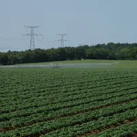 champ de pommes de terre
