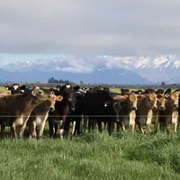 Troupeau de vaches au pâturage en Nouvelle-Zélande