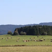 vaches dans une prairie avec une forêt de spins en arrière-plan