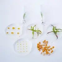 Boîtes de Pétri contenant différents échantillons végétaux de maïs à divers stades de développement, modifiés via des techniques de biotechnologie vég