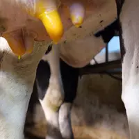 pis de vaches en gros plan