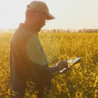 agriculteur dans un champ de colza