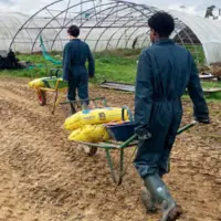 jeunes travaillant dans des serres