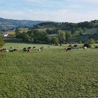 Vaches au pâturage dans l' Aveyron au Gaec des Rouges et des Noires
