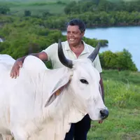 un homme caresse une vache blanche avec la mer en arrière-plan