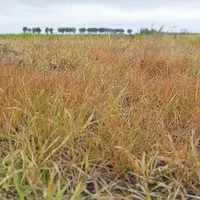 Parcelle traitée au glyphosate fin octobre 2024 dans le nord de l'Eure-et-Loir.