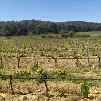 champ de vignes