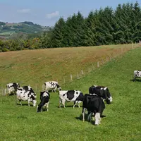 vaches dans une prairie
