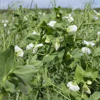 champ de pois protéagineux en fleurs