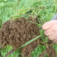 Motte de terre du sol prélevée à la fourche présentant le système racinaire des plantes de pâture