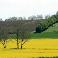 Paysage agricole avec du colza en fleur et des pâturages
