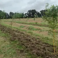 Plantation de bambous