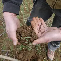 Lombric dans un prélèvement de sol à la bêche dans une parcelle.