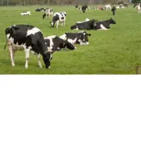 vaches dans un pré avec en incrustation le logo icowsoft