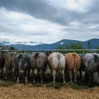 vaches vues de dos dans les Pyrénées Orientales