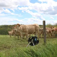 Vaches Blondes d'Aquitaine aux pâturages