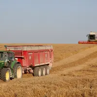 Agriculteur moissonnant une parcelle de blé couchée par les dernières pluie de juillet dans les plaines céréalières de la Marne.
