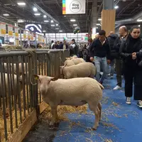 Des moutons charollais dans les allées du salon de l'Agriculture 2025