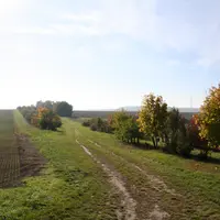 Chemin agricole entre deux parcelles avec des haies et des arbres.