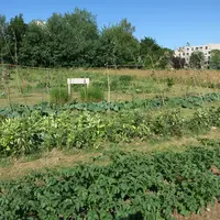 Jardins et potagers familiaux collectifs avec maraichage dans le quartier Saint-Paul à Caen.