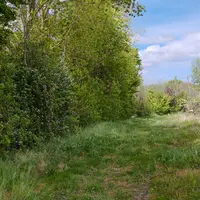 Haie arborée en Charente en bordure d’une parcelle de vigne en Charente-Maritime