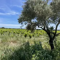 arbre en bordure de vignes