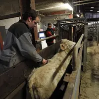 Vaccination d'un bovin dans un élevage de la Marne.