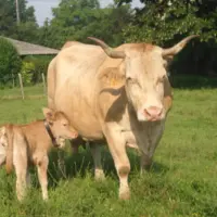 vache et son veau dans un pré