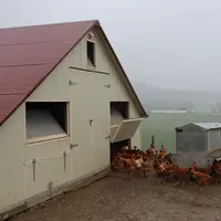 poules entrant dans un bâtiment
