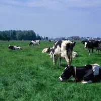 Vaches laitières Holstein aux pâturages aux Pays-Bas
