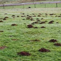Dégâts de campagnols terrestres dans une prairie dans le Cantal.