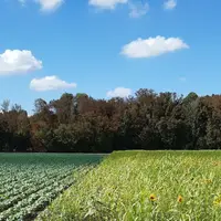 champ de colza et tournesols