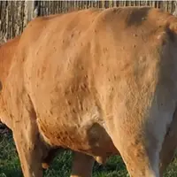 Vache atteint de dermatose nodulaire contagieuse bovine (DNC)