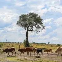 bovins dans une zone de pâturage en Afrique
