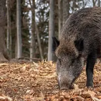 Sanglier sauvage dans une fôret.