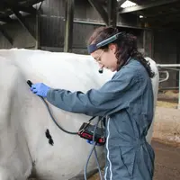 vétérinaire s'occupant d'une vache dans une étable