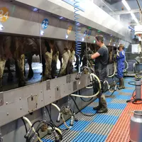 Deux agriculteurs à la traite des vaches