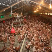Elevage de poules pondeuses confiné par mesure de prévention contre la grippe aviaire.