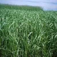 champ de ray-grass