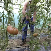 personne travaillant dans une serre où poussent des tomates