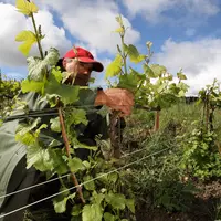 homme travaillant dans les vignes