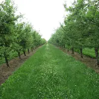 Allée d'herbe bordée de pommiers