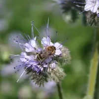 Abeille sur une plante mellifère