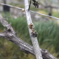 Bourgeon de vigne ayant gelé en Champagne